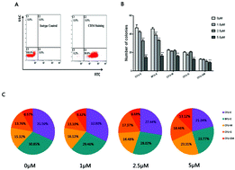 Graphical abstract: MiR-146a affects the alteration in myeloid differentiation induced by hydroquinone in human CD34+ hematopoietic progenitor cells and HL-60 cells