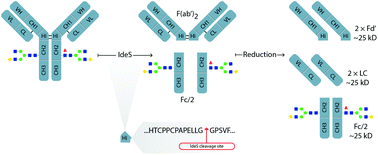Graphical abstract: Rapid and improved characterization of therapeutic antibodies and antibody related products using IdeS digestion and subunit analysis