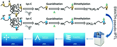 Graphical abstract: Pseudo isobaric peptide termini labelling for relative proteome quantification by SWATH MS acquisition