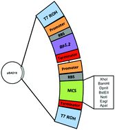 Graphical abstract: Genetic optimization of a bacteriophage-delivered alkaline phosphatase reporter to detect Escherichia coli