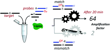 Graphical abstract: The presence of a 5′-abasic lesion enhances discrimination of single nucleotide polymorphisms while inducing an isothermal ligase chain reaction