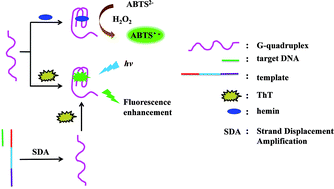 Graphical abstract: Investigation of newly identified G-quadruplexes and their application to DNA detection