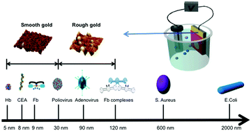 Graphical abstract: Design of a molecular imprinting biosensor with multi-scale roughness for detection across a broad spectrum of biomolecules