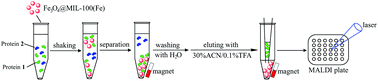 Graphical abstract: Magnetic metal–organic frameworks for selective enrichment and exclusion of proteins for MALDI-TOF MS analysis