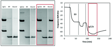 Graphical abstract: Comparison of the specificity and affinity of surface immobilised Affimer binders using the quartz crystal microbalance