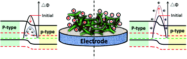 Graphical abstract: New insights into the electrochemical detection application of p–p junction foam: the effects of the interfacial potential barrier