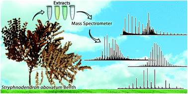 Graphical abstract: Profiles of phenolic compounds by FT-ICR MS and antioxidative and antiproliferative activities of Stryphnodendron obovatum Benth leaf extracts