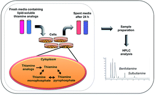 Graphical abstract: Development of a novel method for the bioanalysis of benfotiamine and sulbutiamine in cancer cells