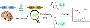 Graphical abstract: Validation and quantification of genomic 5-carboxylcytosine (5caC) in mouse brain tissue by liquid chromatography-tandem mass spectrometry