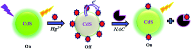 Graphical abstract: A quantum dot-based dual fluorescent probe for recognition of mercuric ions and N-acetylcysteine: “On–Off–On” approach