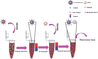 Graphical abstract: An immunomagnetic separation based fluorescence immunoassay for rapid myoglobin quantification in human blood