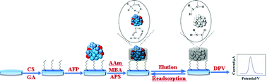 Graphical abstract: Molecularly imprinted electrochemical sensor for advanced diagnosis of alpha-fetoprotein