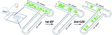 Graphical abstract: A novel method to predict protein aggregations using two-dimensional native protein microfluidic chip electrophoresis