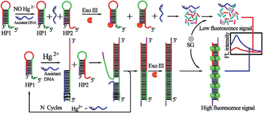 Graphical abstract: Exonuclease III assisted and label-free detection of mercury ion based on toehold strand displacement amplification strategy