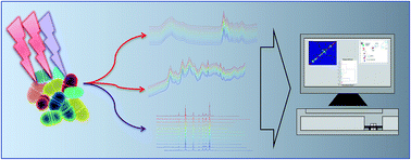 Graphical abstract: Rapid discrimination of Enterococcus faecium strains using phenotypic analytical techniques