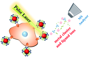 Graphical abstract: Functional gold nanoparticles coupled with laser desorption ionization mass spectrometry for bioanalysis