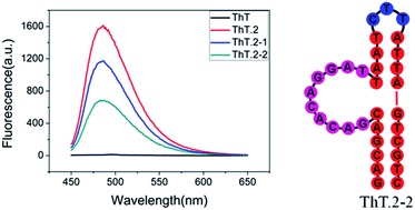 Graphical abstract: Selection and characterization of thioflavin T aptamers for the development of light-up probes