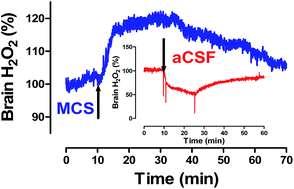 Graphical abstract: In vivo characterisation of a catalase-based biosensor for real-time electrochemical monitoring of brain hydrogen peroxide in freely-moving animals