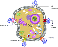 Graphical abstract: Interactions of dendrimers with biological drug targets: reality or mystery – a gap in drug delivery and development research