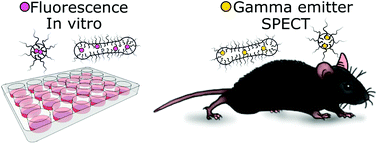 Graphical abstract: In vivo biodistribution of stable spherical and filamentous micelles probed by high-sensitivity SPECT
