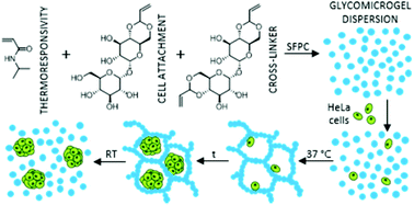 Graphical abstract: Thermoresponsive microgels containing trehalose as soft matrices for 3D cell culture