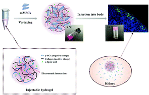 Graphical abstract: An injectable collagen/poly(γ-glutamic acid) hydrogel as a scaffold of stem cells and α-lipoic acid for enhanced protection against renal dysfunction