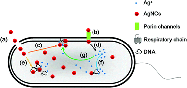 Graphical abstract: Ultrasmall silver nanoclusters: Highly efficient antibacterial activity and their mechanisms