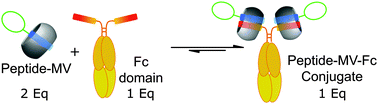 Graphical abstract: Selective, non-covalent conjugation of synthetic peptides with recombinant proteins mediated by host–guest chemistry