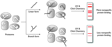 Graphical abstract: Nonspecific protein labeling of photoaffinity linkers correlates with their molecular shapes in living cells