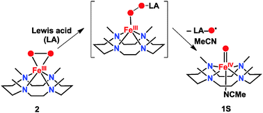 Graphical abstract: Formation of the syn isomer of [FeIV(Oanti)(TMC)(NCMe)]2+ in the reaction of Lewis acids with the side-on bound peroxo ligand in [FeIII(η2-O2)(TMC)]+