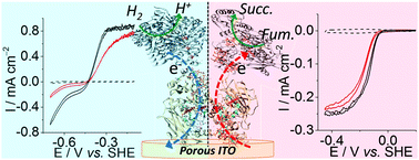 Graphical abstract: A decahaem cytochrome as an electron conduit in protein–enzyme redox processes