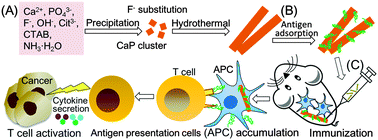 Graphical abstract: Rod-shaped and fluorine-substituted hydroxyapatite free of molecular immunopotentiators stimulates anti-cancer immunity in vivo