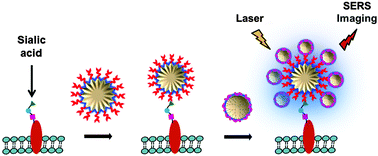 Graphical abstract: Plasmonic coupling of dual gold nanoprobes for SERS imaging of sialic acids on living cells