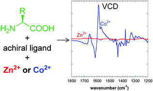 Graphical abstract: Co(ii)-induced giant vibrational CD provides a new design of methods for rapid and sensitive chirality recognition