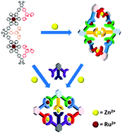 Graphical abstract: 3D helical and 2D rhomboidal supramolecules: stepwise self-assembly and dynamic transformation of terpyridine-based metallo-architectures