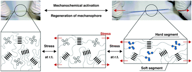 Graphical abstract: Repeatable mechanochemical activation of dynamic covalent bonds in thermoplastic elastomers