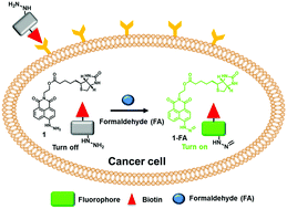 Graphical abstract: A biotin-guided formaldehyde sensor selectively detecting endogenous concentrations in cancerous cells and tissues