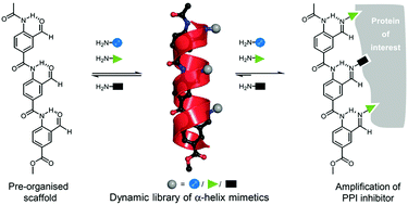 Graphical abstract: An α-helical peptidomimetic scaffold for dynamic combinatorial library formation