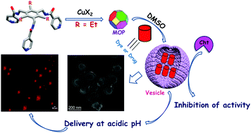 Graphical abstract: Multifunctional single-layered vesicles derived from Cu(ii)-metal–organic-polyhedra