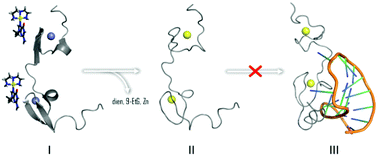 Graphical abstract: Au(iii) compounds as HIV nucleocapsid protein (NCp7)–nucleic acid antagonists