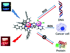 Graphical abstract: Exploring the activity of a polyazine bridged Ru(ii)–Pt(ii) supramolecule in F98 rat malignant glioma cells