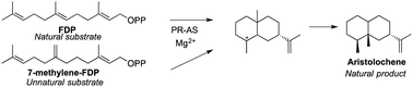 Graphical abstract: Enzymatic synthesis of natural (+)-aristolochene from a non-natural substrate