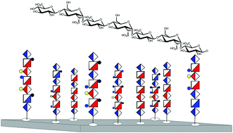 Graphical abstract: Construction and characterisation of a heparan sulphate heptasaccharide microarray