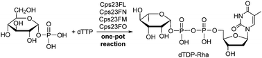 Graphical abstract: One-pot four-enzyme synthesis of thymidinediphosphate-l-rhamnose