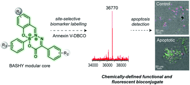 Graphical abstract: Site-selective installation of BASHY fluorescent dyes to Annexin V for targeted detection of apoptotic cells