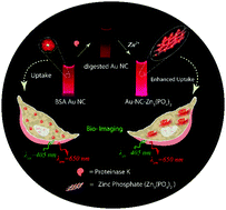 Graphical abstract: Biomimetically crystallized protease resistant zinc phosphate decorated with gold atomic clusters for bioimaging