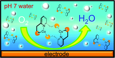 Graphical abstract: Oxygen reduction catalyzed by a water-soluble binuclear copper(ii) complex from a neutral aqueous solution