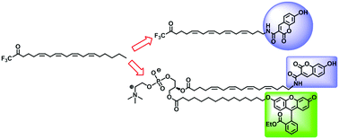 Graphical abstract: Fluorogenic probes to monitor cytosolic phospholipase A2 activity