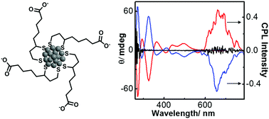 Graphical abstract: Circularly polarized luminescence in chiral silver nanoclusters