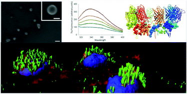 Graphical abstract: The fusogenic peptide HA2 impairs selectivity of CXCR4-targeted protein nanoparticles